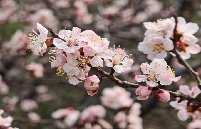 1775606747509281.png 圖片1.png